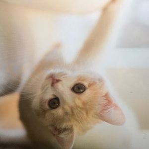 Meet your Posher, Jaylen